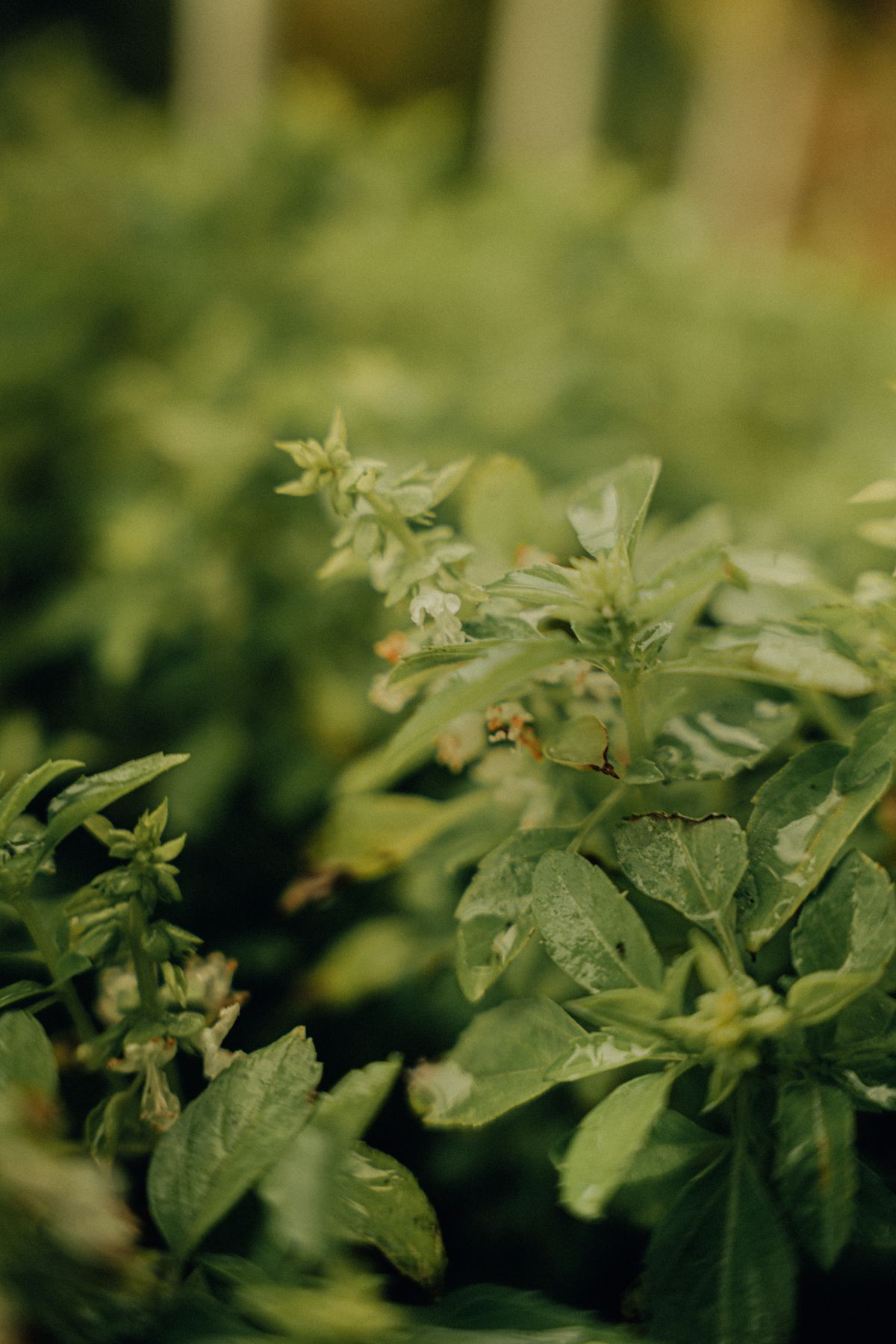 Basil