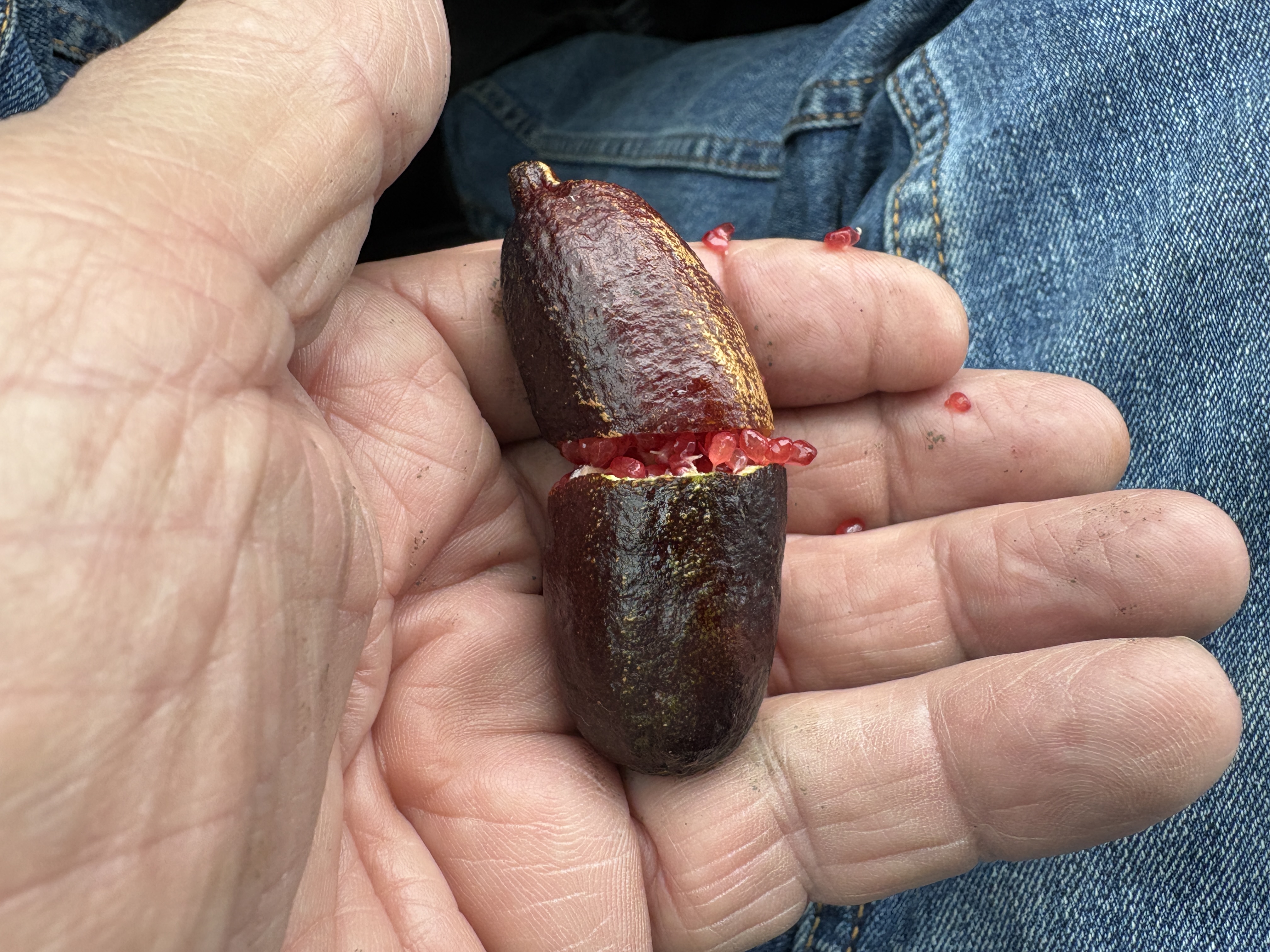 Finger Lime