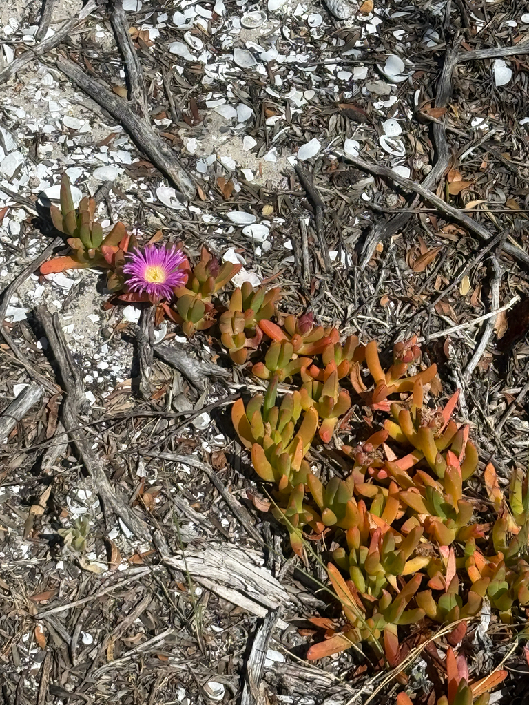 Karkalla (pigface)