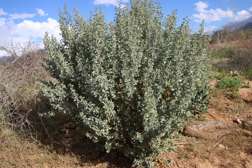 Native saltbush