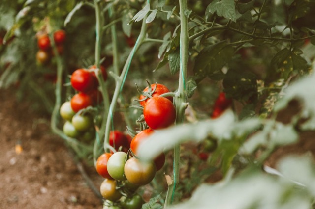 Tomato