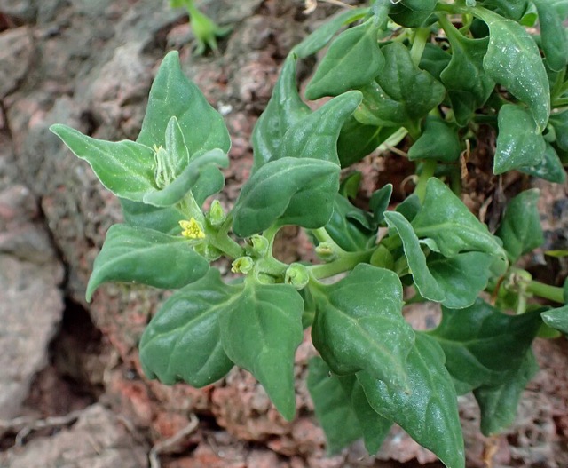Warrigal greens